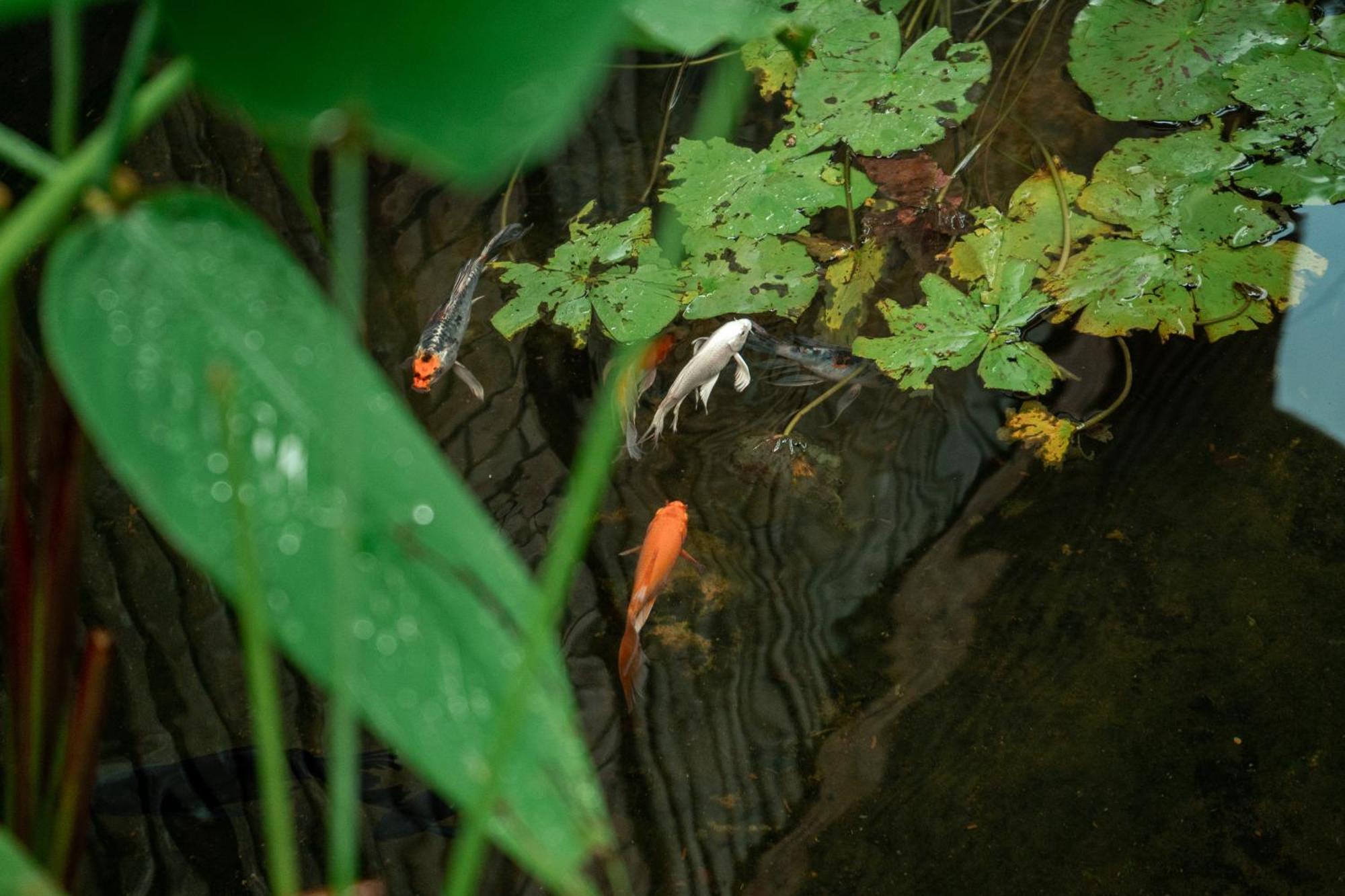 Jungle Sanctuary Hotel Siem Reap Esterno foto